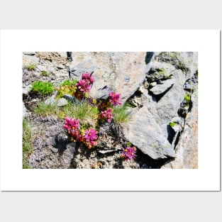 Mountain Flowers Switzerland Fly / Swiss Artwork Photography Posters and Art